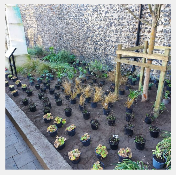 Shrub & Herbaceous Planting