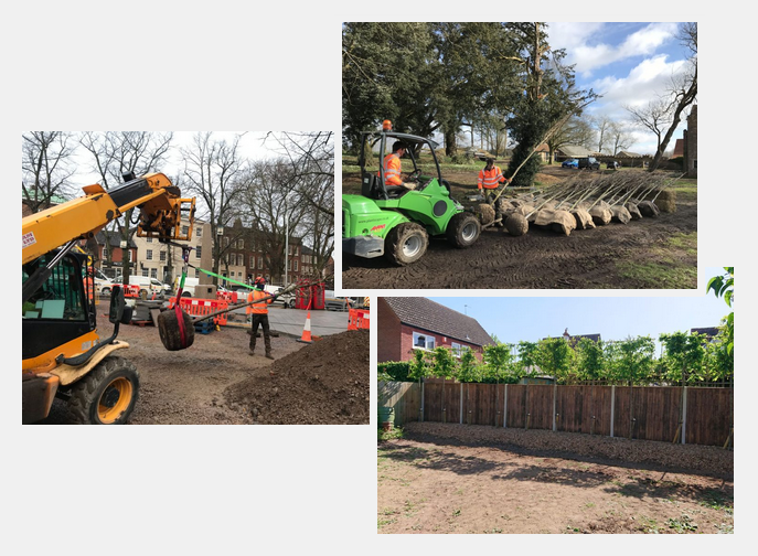 Tree & Hedge Planting