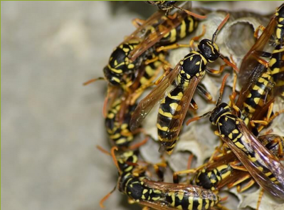 Wasp Nest Removal in Abingdon 