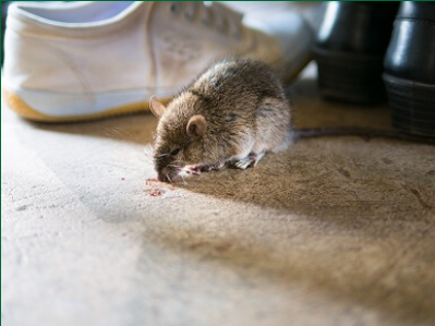 Rat & Mouse Control in Didcot 