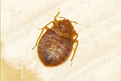 Bed Bug Control in Tadley 