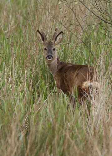 Ecology & Wildlife Management in Bracknell 