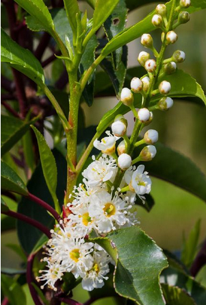 Laurel Hedging Plants