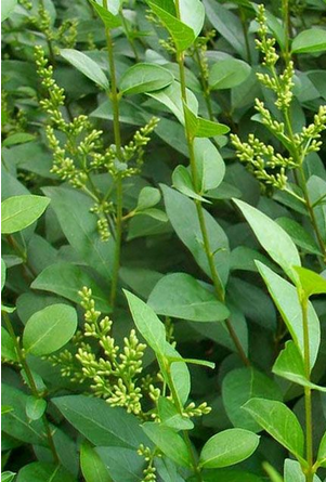 Privet Hedging Plants