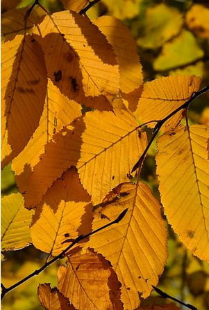 Hornbeam Hedging Plants