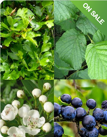 Mixed Native Hedging Plants