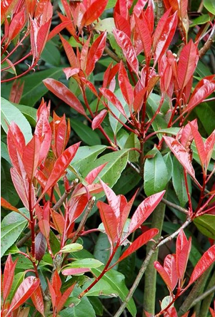 Photinia Red Robin Hedging Plants