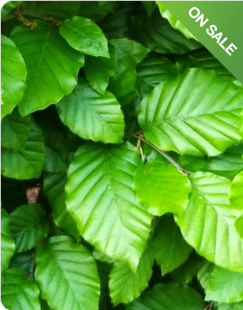 Beech Hedging Plants