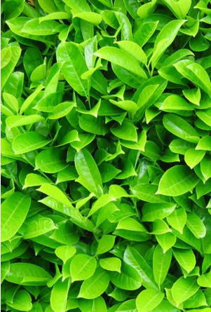 Cherry Laurel Hedge