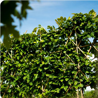 Pleached Trees