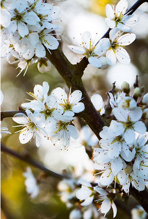 Blackthorn Hedge