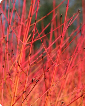 Dogwood Hedge