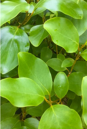 Griselinia Hedging Plants