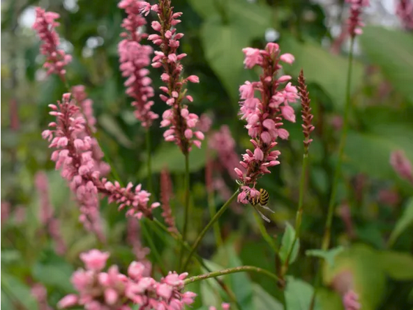 Invasive Weed Solutions