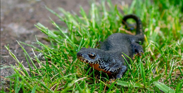 Newt-Fencing Installation Specialist