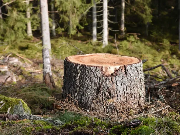 Tree Stump Removal & Grinding