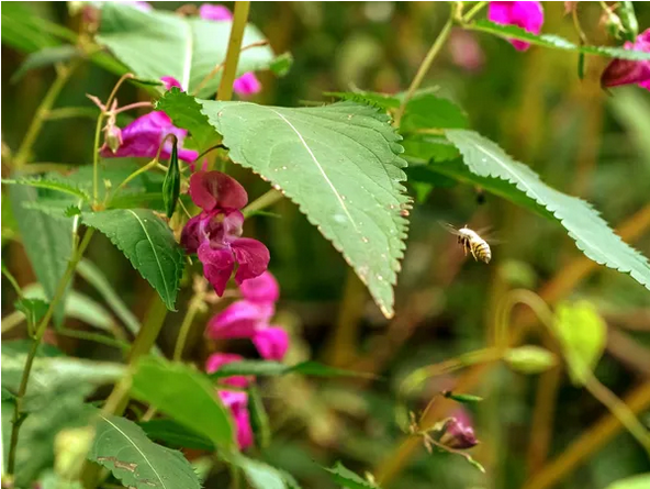 Himalayan Balsam Control