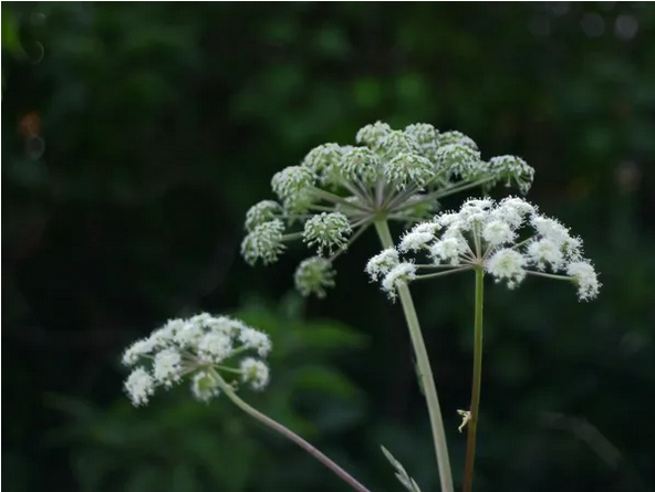 Giant Hogweed Control