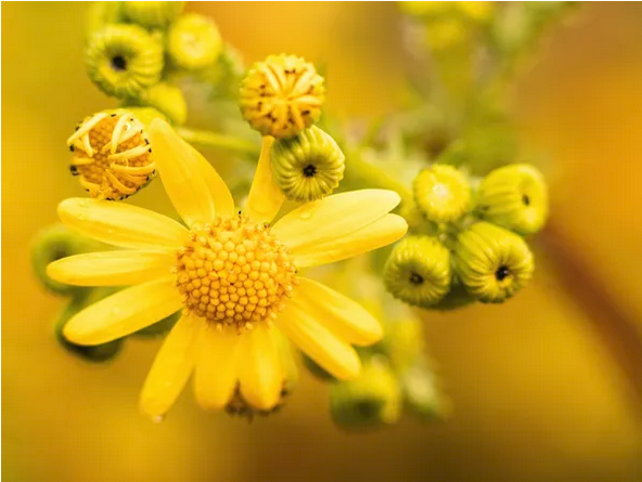 Common Ragwort Control