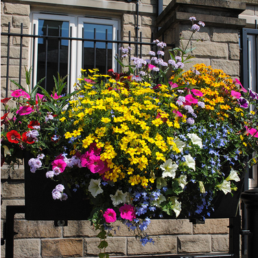 Barrier Baskets & Window Boxes