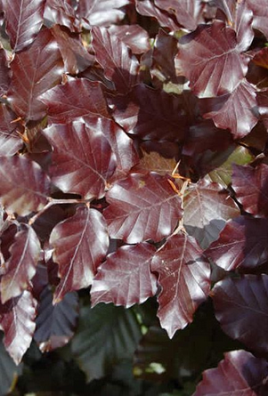 Purple or Copper Beech Hedge 