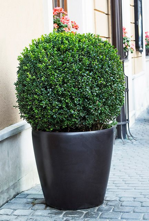 Box Topiary Balls 