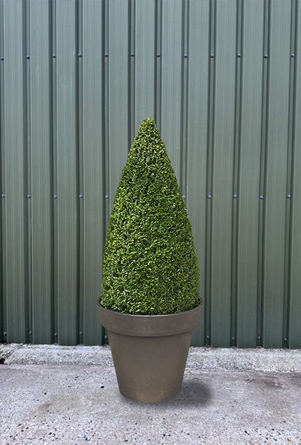 Box Topiary Cones 