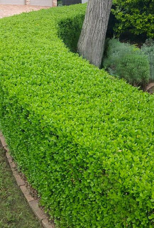 Small Hedge Plants