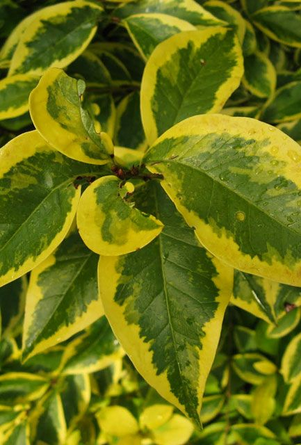 Golden Privet Hedge 