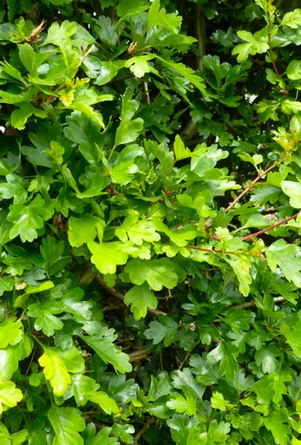 Hawthorn Hedge 