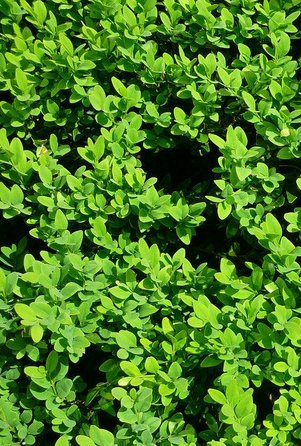 Box Hedge (Buxus sempervirens)