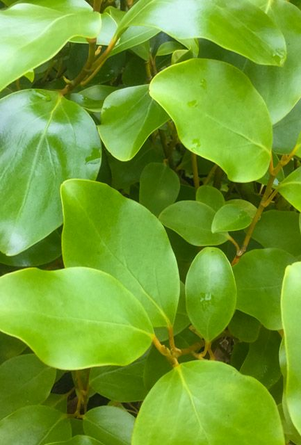 New Zealand Privet Hedge 